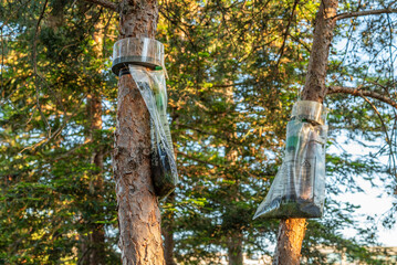 Un piège dans les arbres pour les chenilles processionnaires au printemps