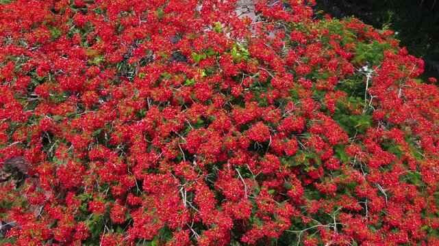 Aerial view of a stunning red flame tree in full bloom in India, surrounded by lush greenery. Highlights natural beauty and rural charm,
