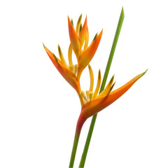 Bright orange-yellow flower with slender green stems.  Close-up of a pair of exotic blossoms