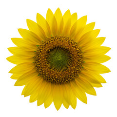 Fototapeta premium Bright yellow sunflower with dark center, detailed petals