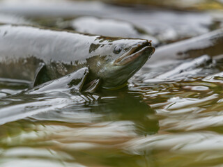 New Zealand Long fin eel in stream