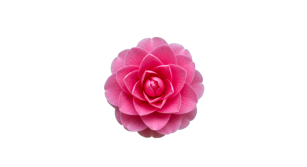 Close-up of a vibrant pink camellia flower, showcasing delicate petals and a central bud