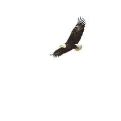 Obraz premium A bald eagle flying above a snowy mountain range