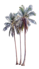 Snowy Palm Trees Isolated Illustration Background