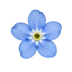 Close-up of a delicate, light-blue flower with five petals, a central yellow stamen, and fine lines outlining the petals