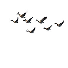A group of geese flying over a farmland landscape