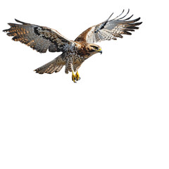 Fototapeta premium A hawk hovering above a meadow filled with wildflowers