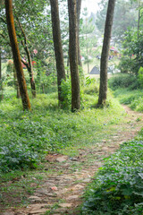 Foot path in forest to camping ground surrounded by trees