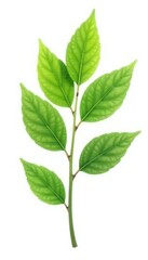 A single branch with leaves isolated on white background, leaves, floral