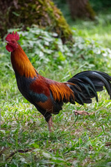 rooster in the farm