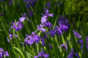 都心散歩　カキツバタ2025根津美術館