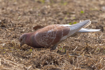 都心散歩　浜離宮のハト