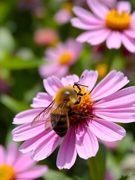 bee on flower
