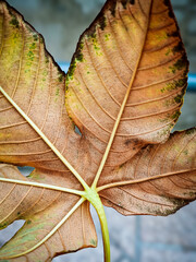 A high-resolution close-up of a beautifully detailed leaf, highlighting intricate vein patterns and natural textures. Perfect for nature-inspired photography and organic visuals.