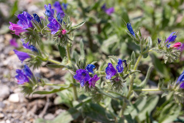 Echium plantagineum is a genus of Echium native to Western and Southern Europe, North Africa and...