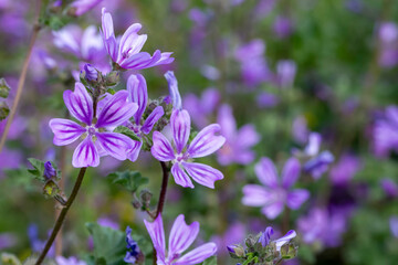 Wild flower; Scientific name: malva sylvestris