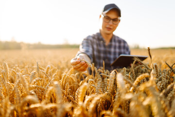 A young male farmer works with a digital tablet in a golden wheat field at sunset. A male...