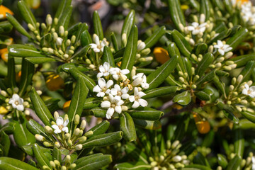 Obraz premium Pittosporum tobira ‘Variegata’, Japanese variegated pittosporum.