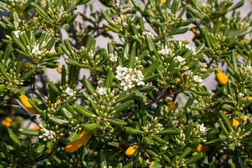 Pittosporum tobira ‘Variegata’, Japanese variegated pittosporum.