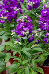 Matthiola incana is a flower belonging to the Matthiola genus of the Brassicaceae family.
