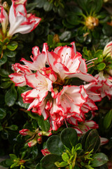 Azalea is the name given to some plant species of the Rhododendron genus of the Ericaceae (heatherb) family.