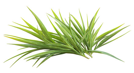 Obraz premium Green yucca plant with spiky leaves on transparent background