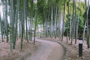 日本：氷川の杜文化館の竹林のアプローチ／埼玉県さいたま市