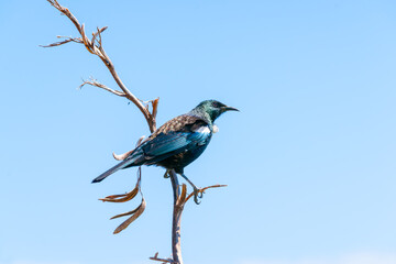 Tui or Prosthemadera novaeseelandiae perched on dry flax stem