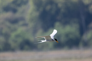 River tern (Sterna aurantia) fishing in the ram ganga river of jim corbett.