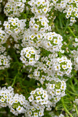 Alyssum is a fragrant and flowering plant genus belonging to the Brassicaceae family.