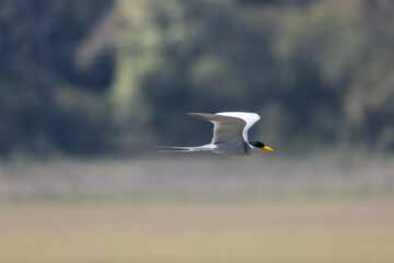 River tern (Sterna aurantia) fishing in the ram ganga river of jim corbett.