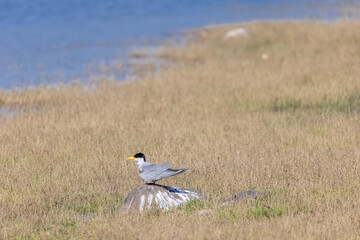 River tern (Sterna aurantia) perching on stone in forest.