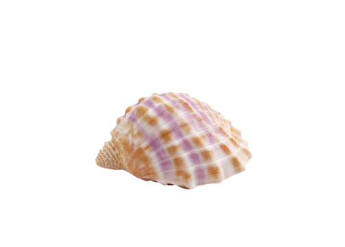 Seashell with orange and purple pattern isolated on transparent background. Summer, ocean, and vacation concepts.
