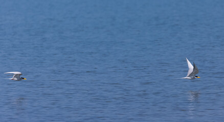 River tern (Sterna aurantia) fishing in the ram ganga river of jim corbett.