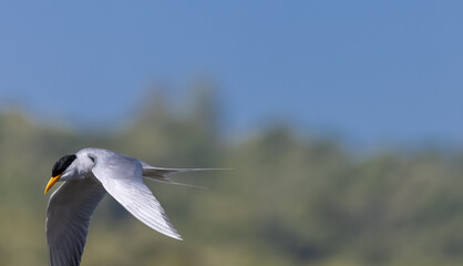 River tern (Sterna aurantia) fishing in the ram ganga river of jim corbett.