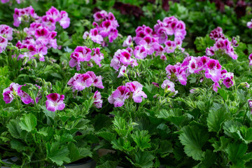 Royal pelargonium flowers - Pelargonium grandiflorum