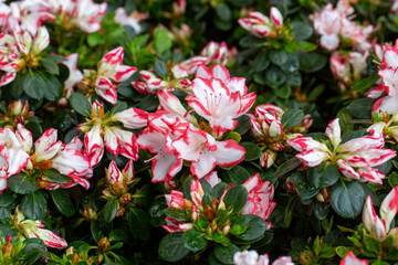 Azalea is the name given to some plant species of the Rhododendron genus of the Ericaceae (heatherb) family.