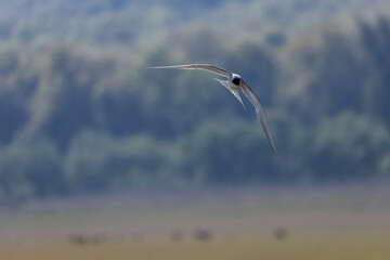 River tern (Sterna aurantia) fishing in the ram ganga river of jim corbett.