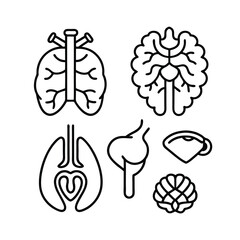 human brain vector illustration