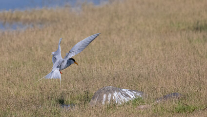 River tern (Sterna aurantia) fishing in the ram ganga river of jim corbett.