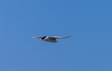 River tern (Sterna aurantia) fishing in the ram ganga river of jim corbett.