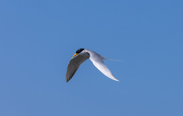 River tern (Sterna aurantia) fishing in the ram ganga river of jim corbett.