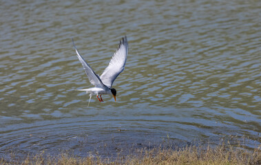 River tern (Sterna aurantia) fishing in the ram ganga river of jim corbett.
