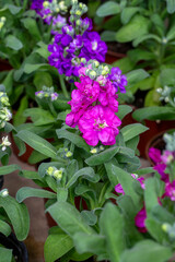 Matthiola incana is a flower belonging to the Matthiola genus of the Brassicaceae family.