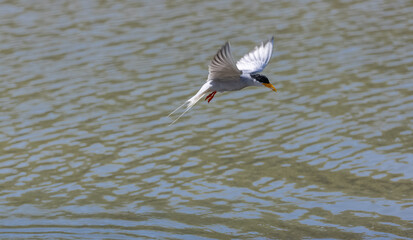 River tern (Sterna aurantia) fishing in the ram ganga river of jim corbett.