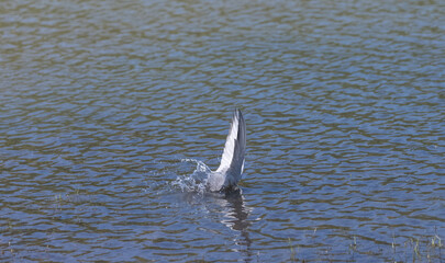 River tern (Sterna aurantia) fishing in the ram ganga river of jim corbett.