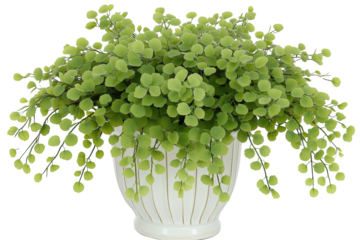 Potted, vibrant green plant with delicate leaves