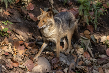 Golden Jackal in the forest of north india.