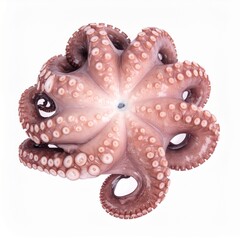 Whole Octopus Isolated on White Surface