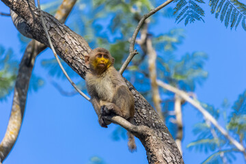 Cute baby monkey with yellow face perching on tree branch in the indian forest. 